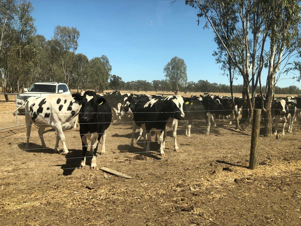 Sapi Australia