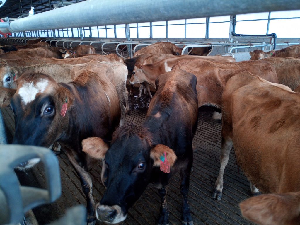 Importasi Sapi Perah Jenis Jersey