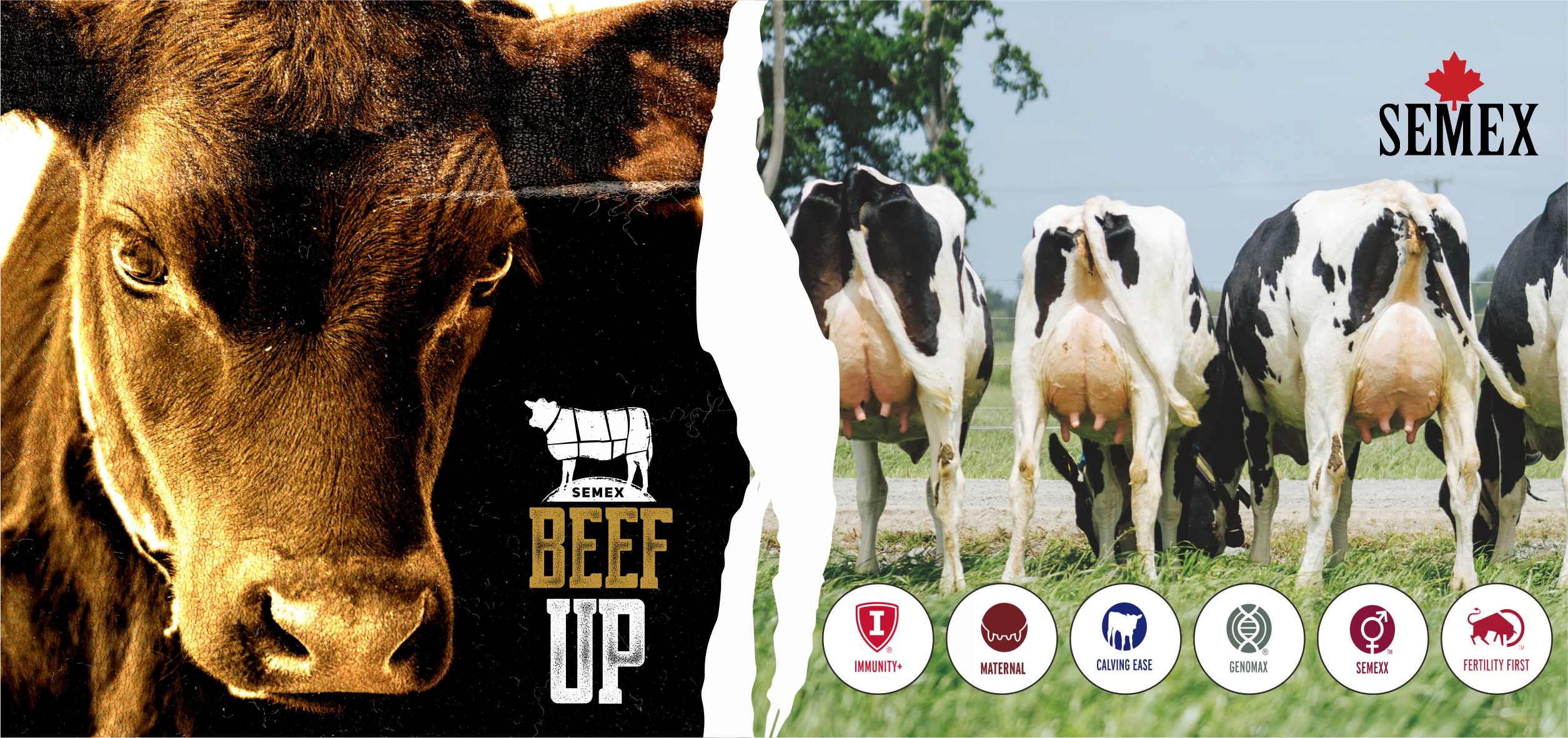 semex2
